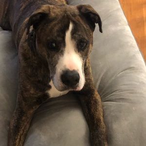 Meet your Posher, Bob